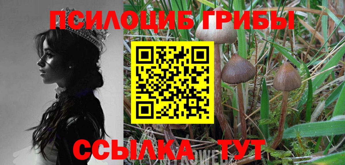Серпухов  Псилоцибиновые грибы Cubensis  Вход с VPN 